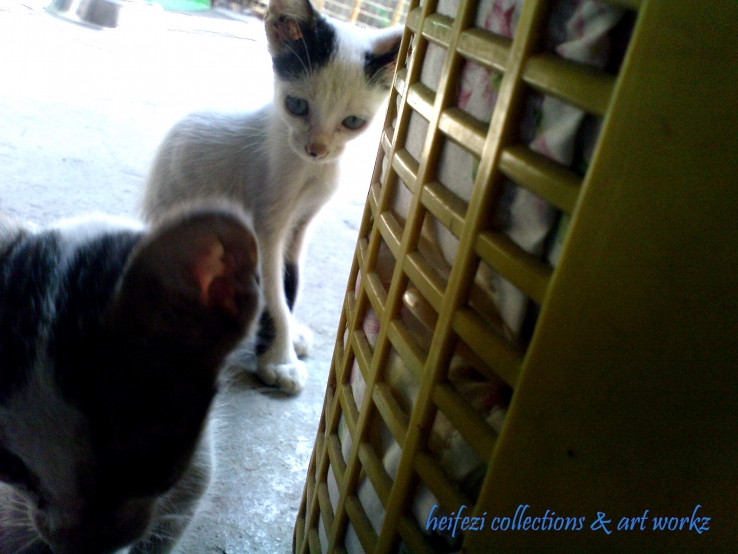 Cats are in the House
