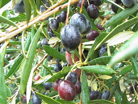 Ziotouna