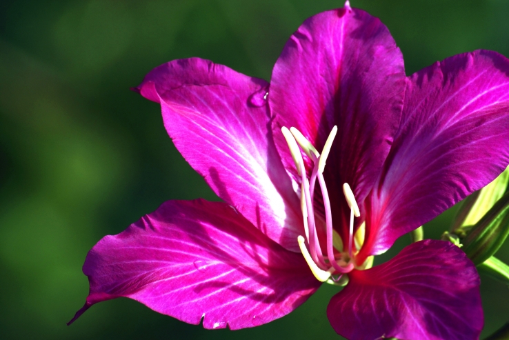 Hope of Pink