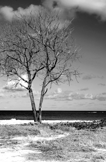 Leafless Tree