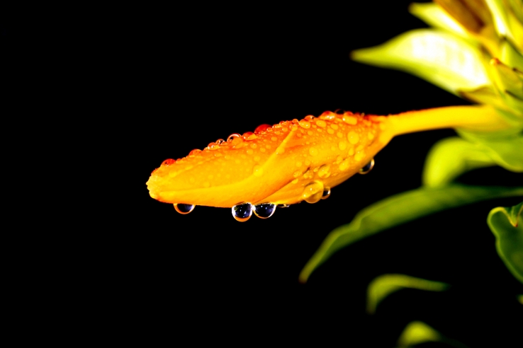 Dew Drops of Hope