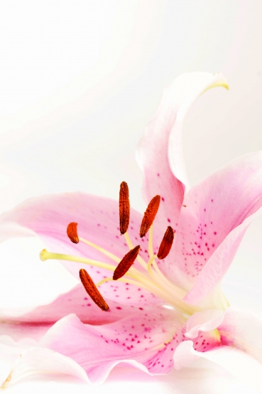 Lily of Hope