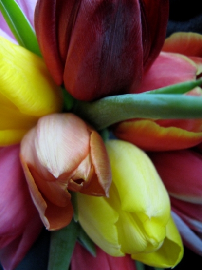 Tulipa