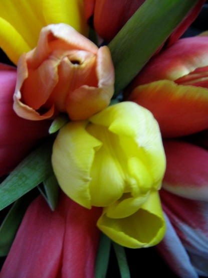 Tulipa
