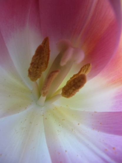 Tulipa