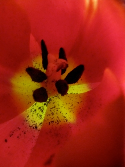 Tulipa