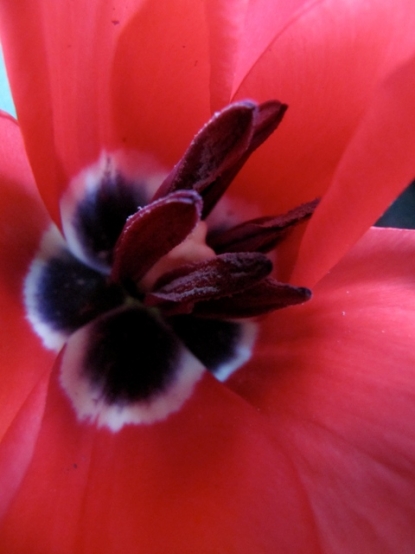 Tulipa