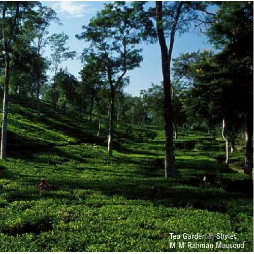 Beauty Bangladesh [Tea Garden]