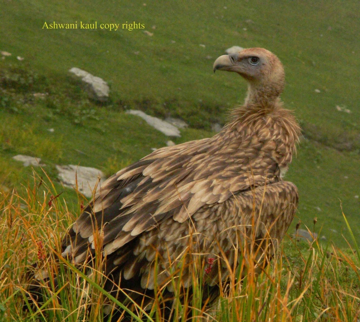 HIMALAYAN GRIFFON