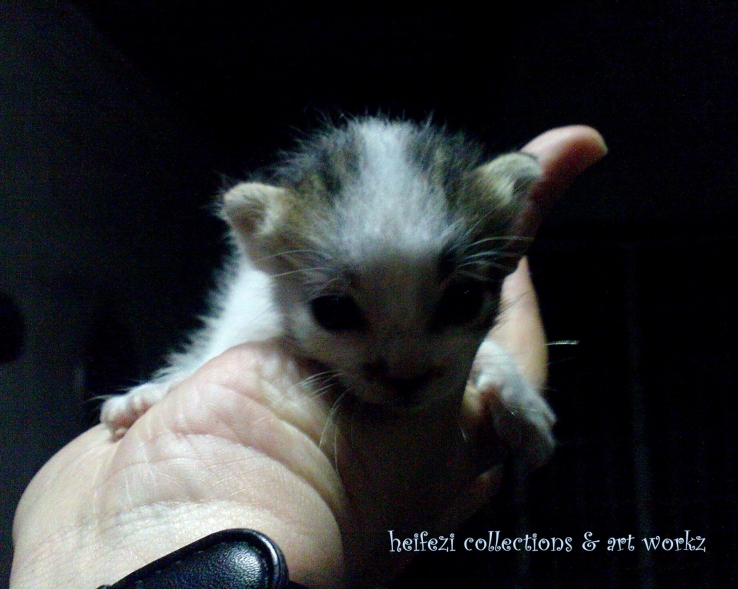 Baby Kitten