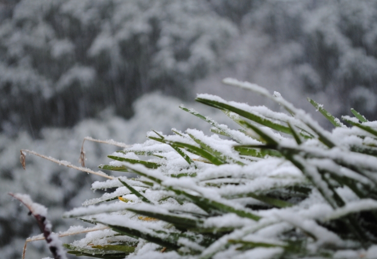 Snowing flakes
