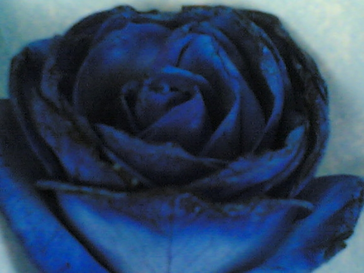 Blue rose!