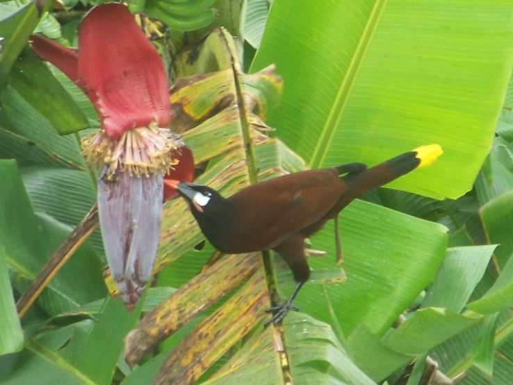 Oro Pendula 1