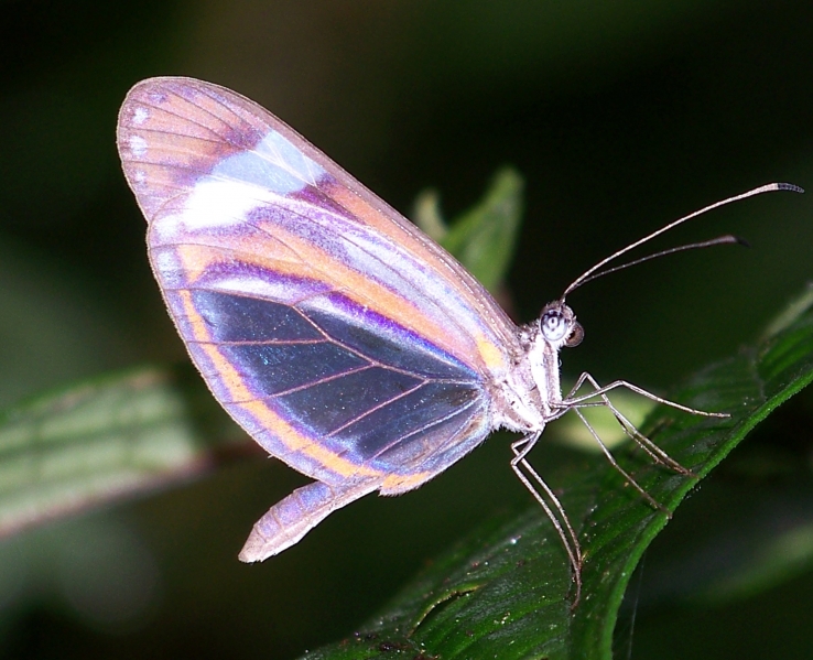 Fluorescent Butterfly