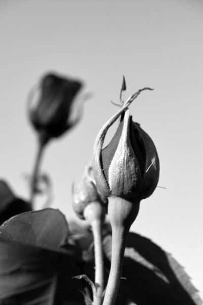 Rosebud