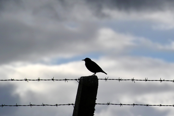 Bird on Barbed Wire