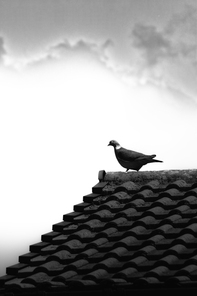 Pidgeon on Roof