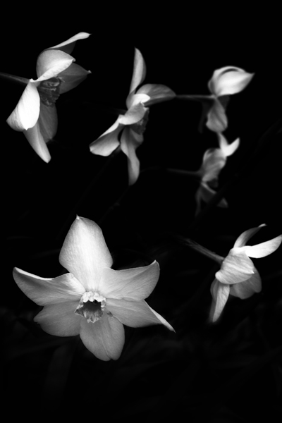 Crocuses