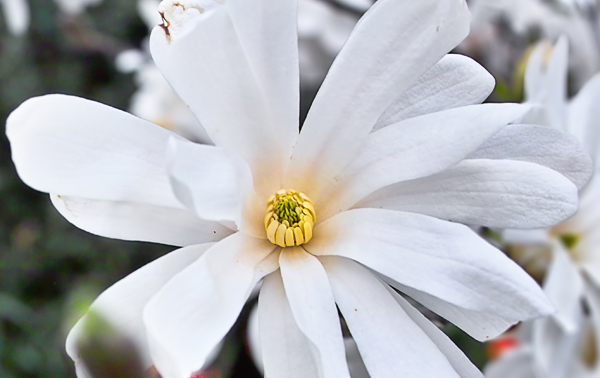 Magnolia