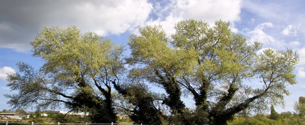 Ivyesque Tree