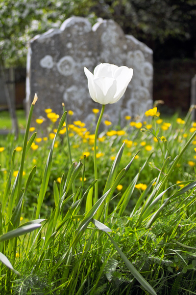 Tulip at Graveside