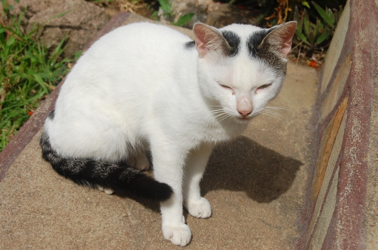 Akpoplo and his shadow