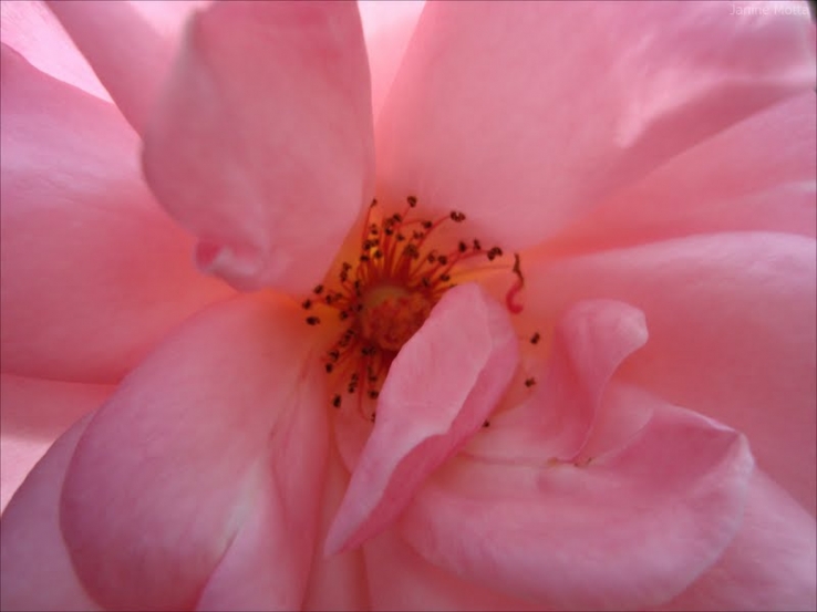 Flor