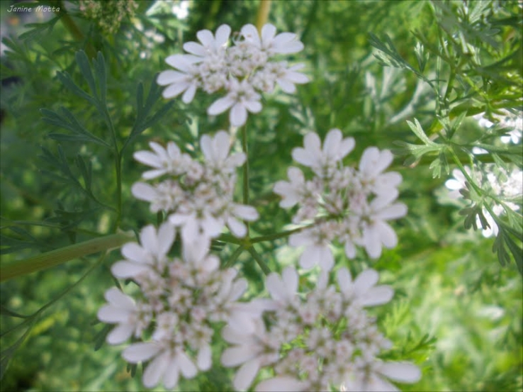 Flores