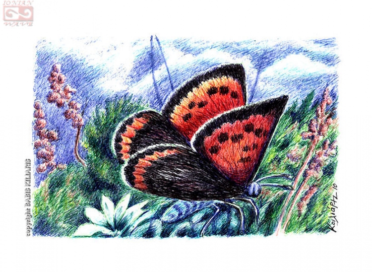 butterfly 7