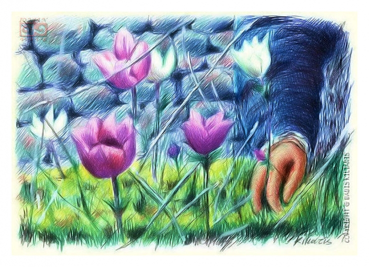 lillies