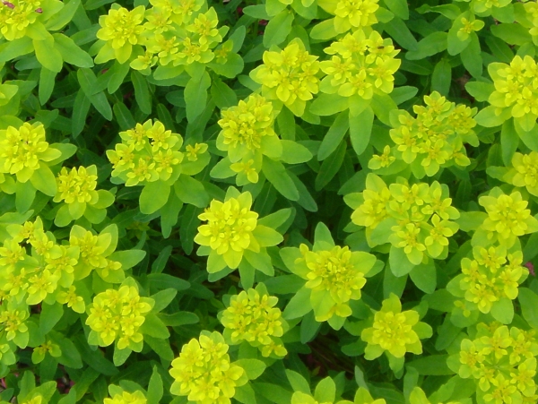 yellows and greens
