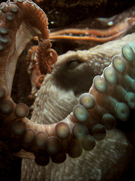 octopus