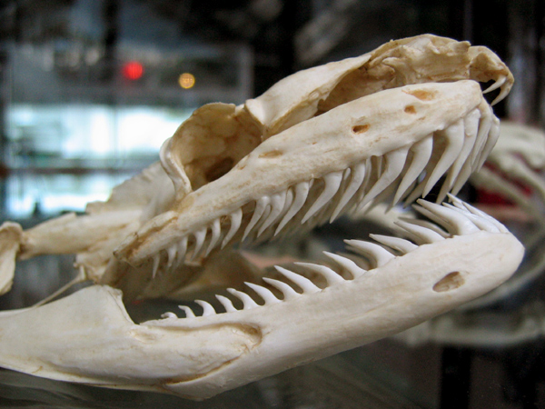 snake skull