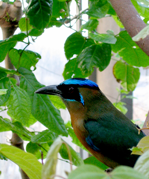 little bird