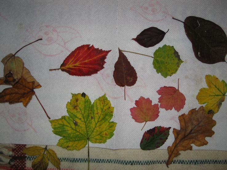 Leaves