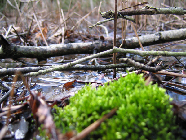 moss