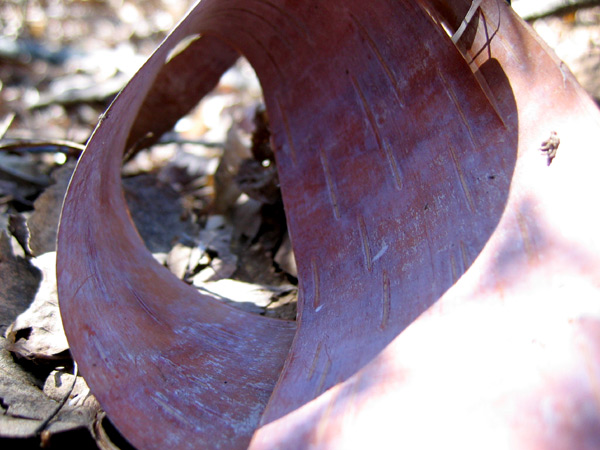bark