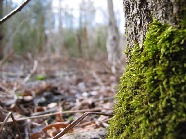 tree
