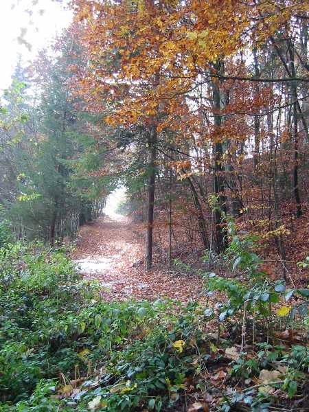 Autumn Forest