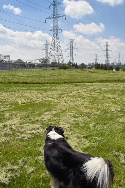 Staring out on the plains of Toronto