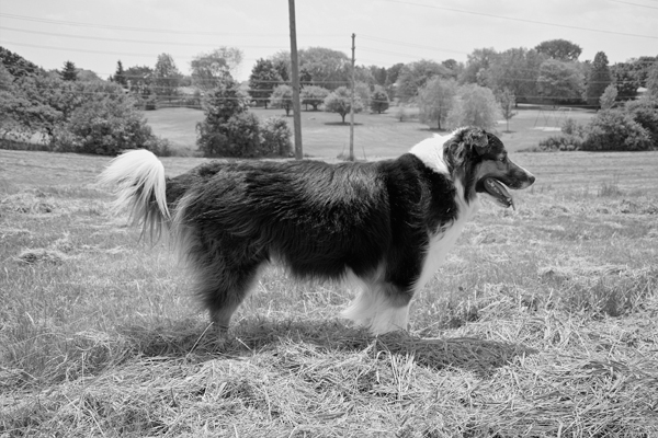 Posing Pooch