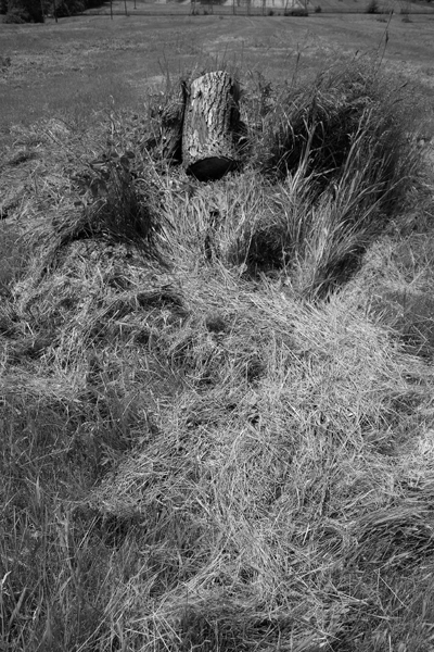 A log at rest