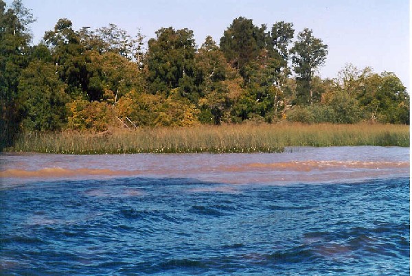 Uno de los afluentes del Delta en Tigre