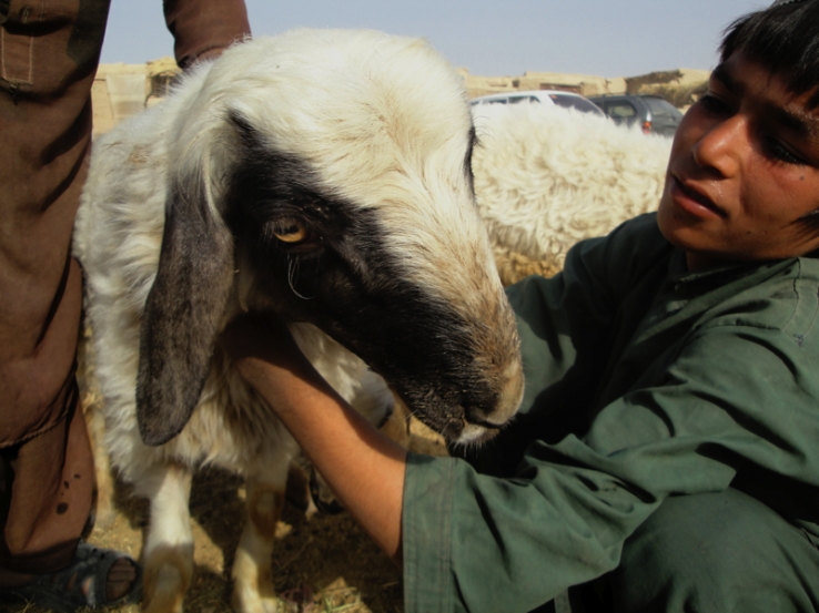 Trading livestock / Commerce du bétail