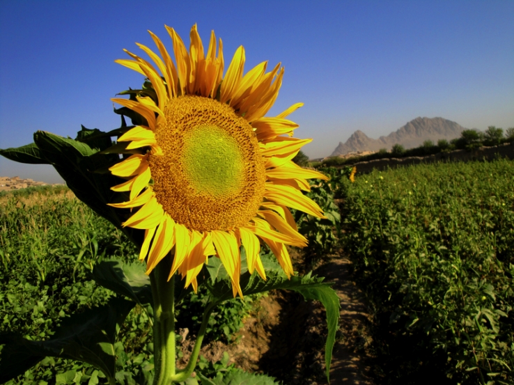 Sunflowers / Tournesols