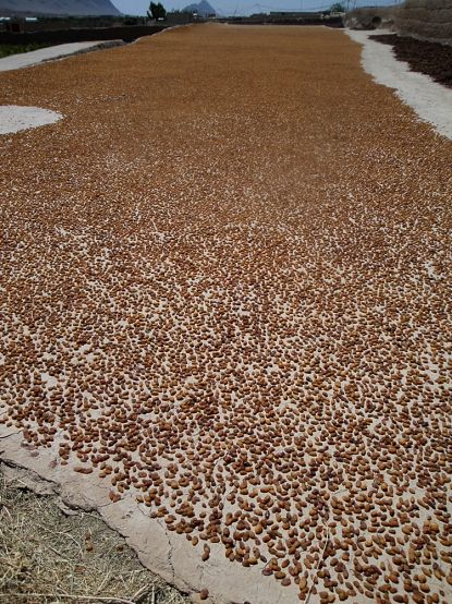 Famous Afghan grapes / Les célèbres raisins afghans