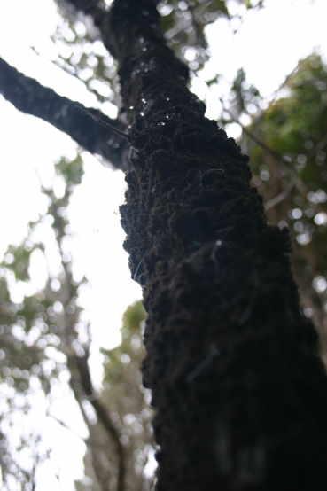 Honey Dew on Bark