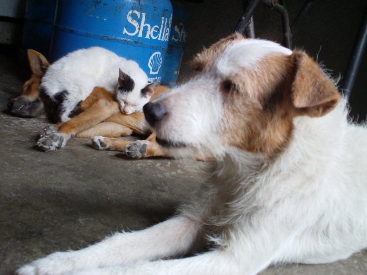 Pets in the House on a cold Sunday Morning