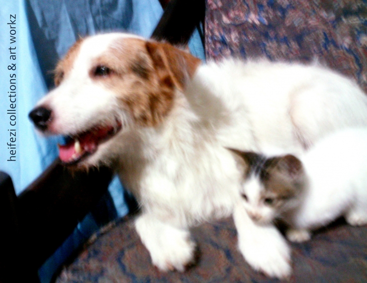 Cats and Dog can be best friends, why not?