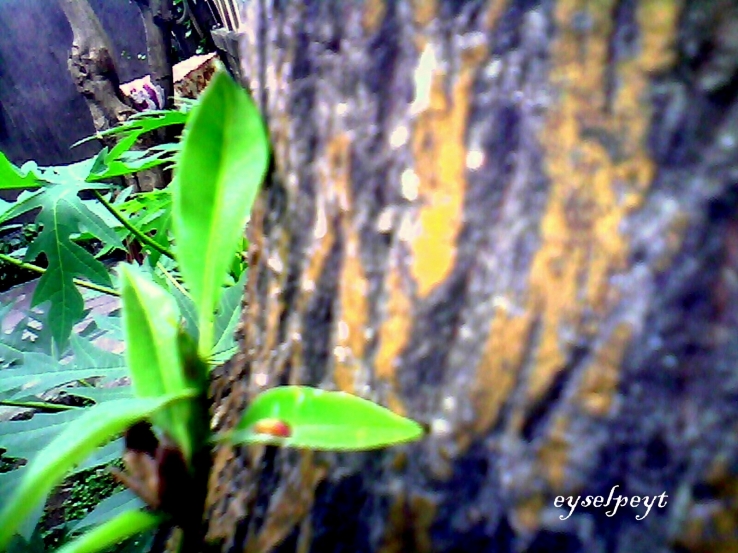 A part of it is another life...